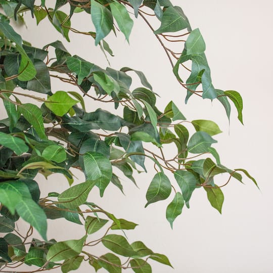 7ft. Potted Ficus Tree